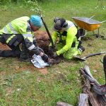 Miehet siirtävä omenapuun taimea nurmikolle kaivettiin kuoppaan
