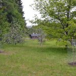 Kuva puutarhasta, johon on istutettu neljä uutta omenapuun taimea teräsverkkojen suojiin.