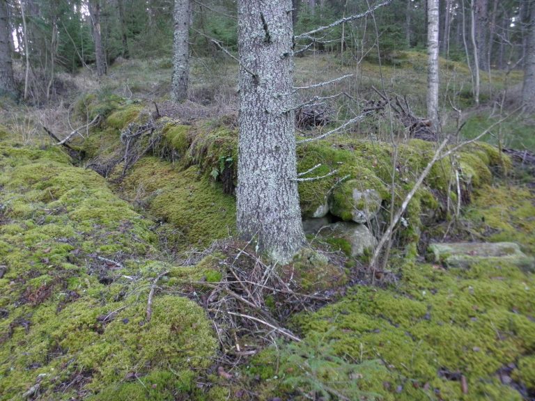 Sammaleen peittämä rakennuksen luonnonkivistä ladottu perusta vanhassa kuusimetsässä.