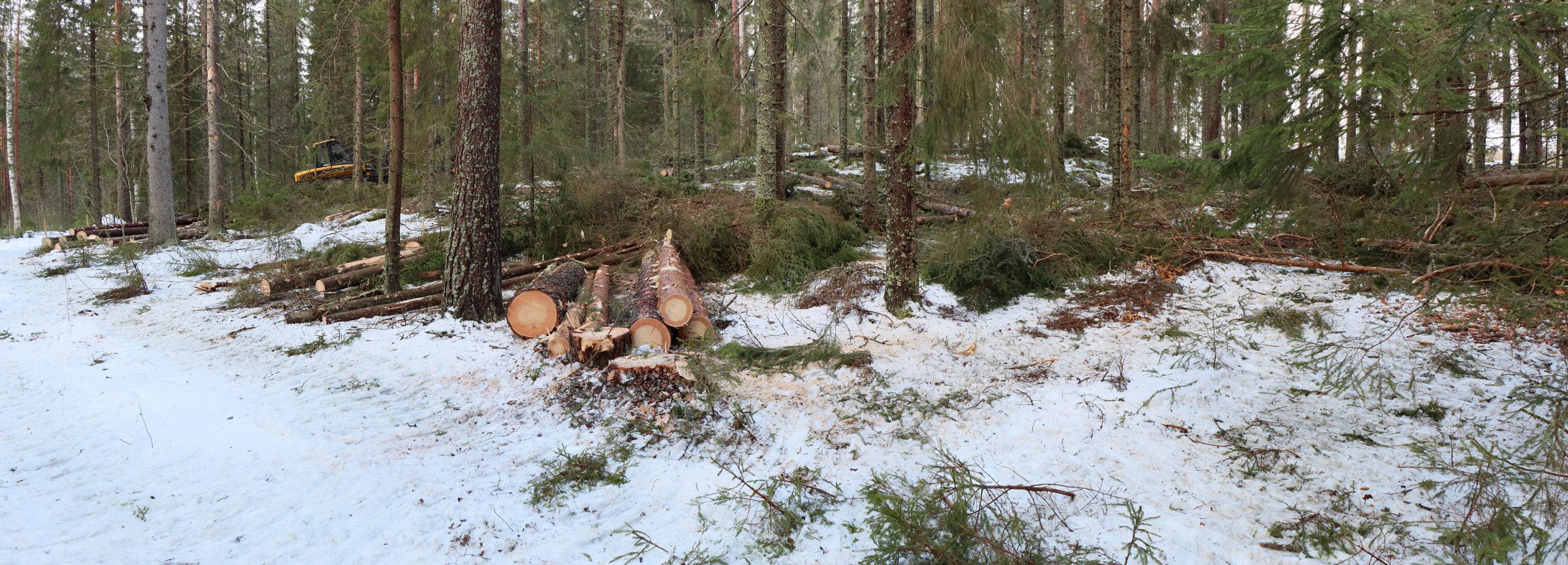 Valokuva kuusivaltaisesta metsästä, jossa monitoimikone on hakannut puita.