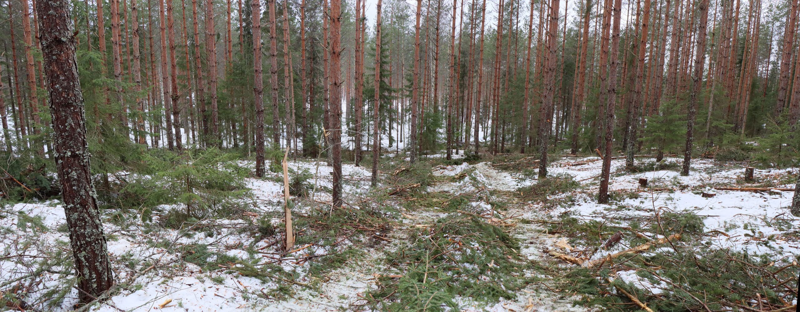 Valokuva mäntyvaltaisesta metsästä, jossa monitoimikone on hakannut puita.