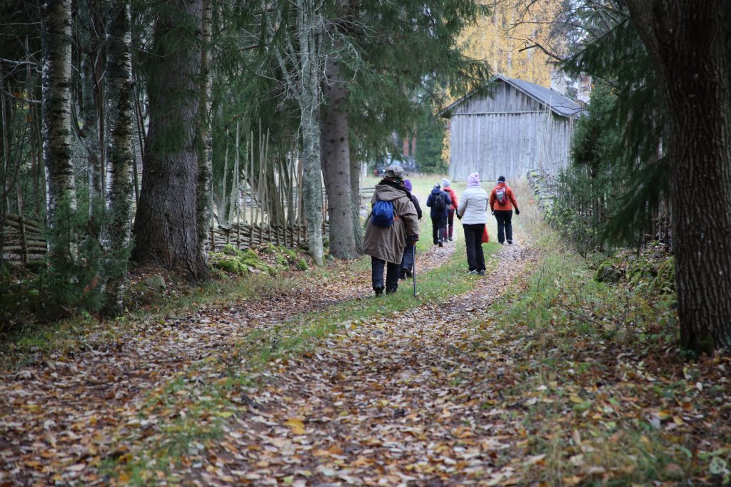 Ihmisiä kävelee lehtien peittämällä syksyisellä tiellä, jota varjostavat suuret kuuset.