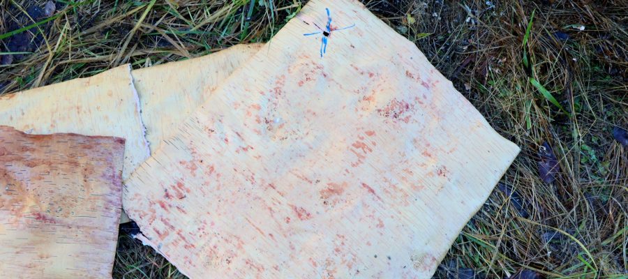 Iso tuohilevy, johon on merkitty sinisellä värillä reikä.