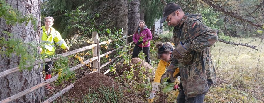 Mies ja kolme naista isojen kuusien alla, puuaidan vieressä kiskomassa viitapihlaja-angervoa juurineen.